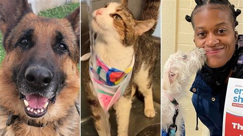 Pspca philadelphia - Philadelphia PA | IRS ruling year: 1935 | EIN: 23-1352269 Organization Mission. The Pennsylvania SPCA (PSPCA) is the state's oldest, largest and most comprehensive animal welfare organization, and the nation's second oldest. We are so much more than a …